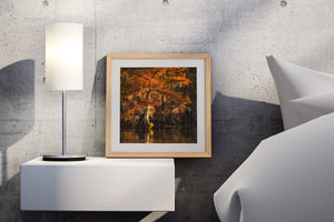 Caddo Lake Cypress Trees Glowing with Color | Photo Art Print fine art photographic print