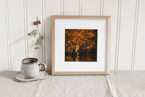 Caddo Lake Cypress Trees Glowing with Color | Photo Art Print fine art photographic print