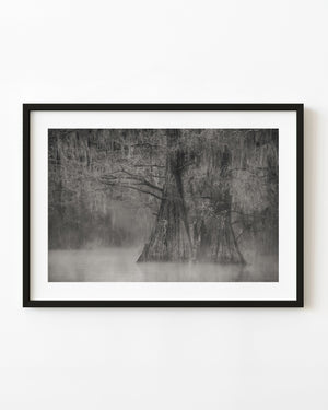 Caddo Lake cypress trees rise through fog in a black and white swamp photograph.