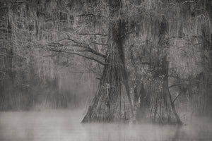 Misty water surrounds broad cypress trunks beneath hanging Spanish moss.