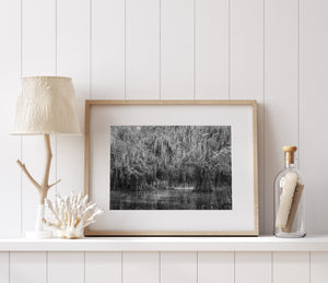 Cypress trunks and hanging moss create layered textures in a black and white swamp landscape.