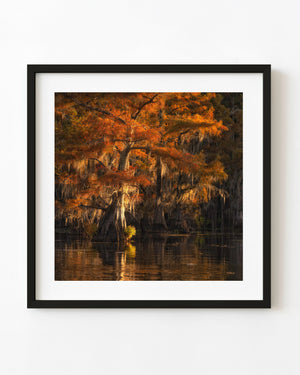 Caddo Lake cypress tree with glowing orange autumn foliage reflected in dark water.