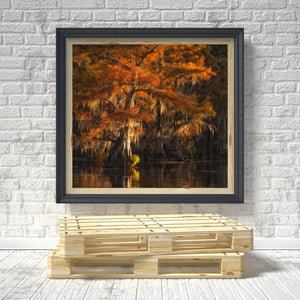 Warm orange foliage and hanging Spanish moss surround a Caddo Lake cypress trunk.