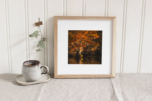 Square autumn nature photograph of a cypress tree and its golden lake reflection.