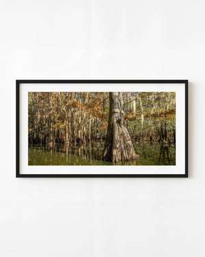Caddo Lake cypress trunk among autumn foliage and reflections in green swamp water.