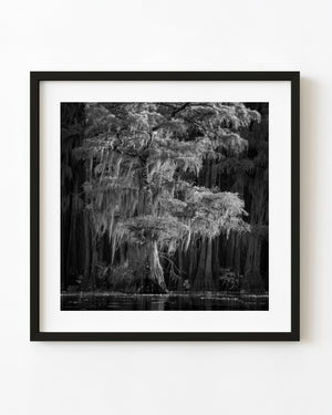 Black and white photograph of a Caddo Lake cypress tree draped in Spanish moss.