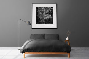 Monochrome Caddo Lake tree portrait with dense foliage and trailing moss.