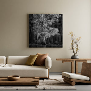Square nature photograph of cypress foliage, hanging moss and water reflections.