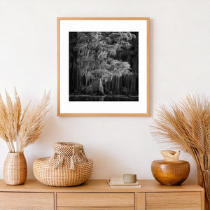 Caddo Lake cypress tree with layered branches and fine Spanish moss in monochrome.