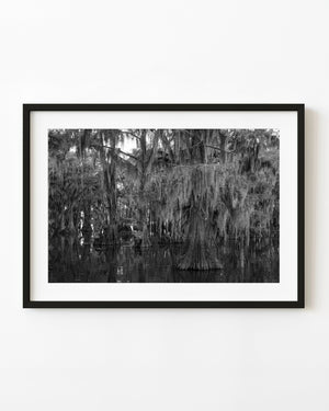 Black and white photograph of cypress trees and Spanish moss in a Caddo Lake swamp.