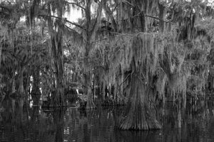 Moss-draped cypress branches fill a monochrome swamp scene above still water.