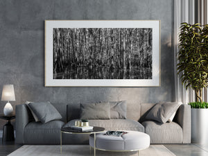 A dense cypress swamp creates intricate black and white patterns above the water.