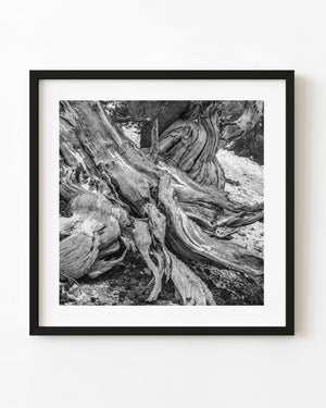 Black and white close-up of an ancient bristlecone pine stump with twisted grain in California.