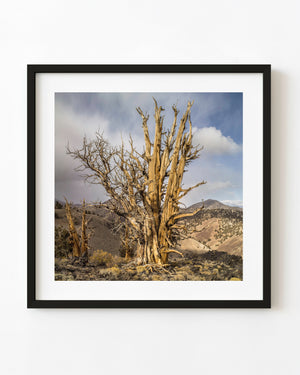 Colour photograph of a weathered bristlecone pine cluster above rocky mountain slopes in California.