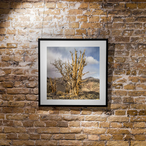 Square landscape photograph of weathered pines, pale mountain slopes and drifting clouds.