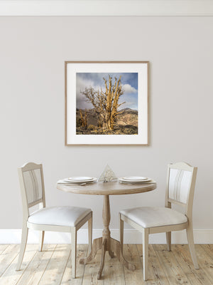 A cluster of bristlecone trees reaches skyward from stony ground in California.