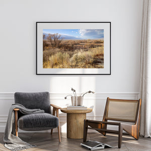 A quiet California meadow with dry grasses, branching shrubs and a broad sky.