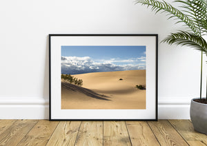 California desert scene with sweeping sand ridges and long plant shadows.