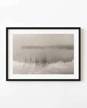 Delicate lake grasses rise from calm reflective water beneath a mist-softened treeline.