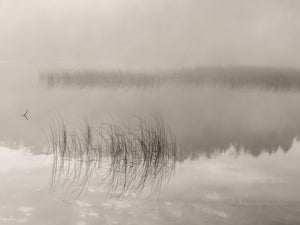 Still lake water mirrors slender reeds and a distant shoreline fading into fog.