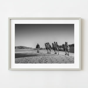 Mongolian herder leading camels