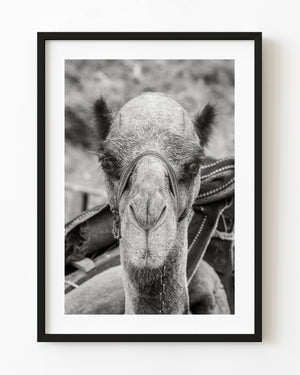 Black and white close-up portrait of a camel in Cappadocia, Turkey.