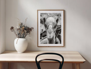Divertida foto de camello con mirada cansada Turquía