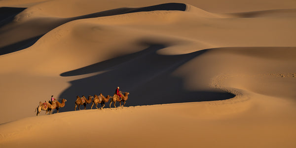 Gobi desert sunset camel trek