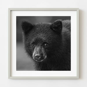 Black bear cub portrait close up black and white wildlife photography