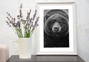 Wild black bear looking directly at the camera