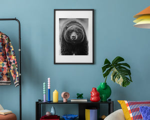 Close range black bear photograph in forest setting