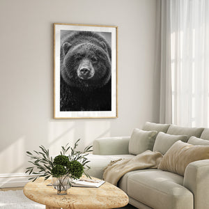 Fine art black bear portrait from British Columbia