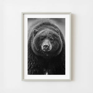 Black bear face close up in British Columbia wilderness