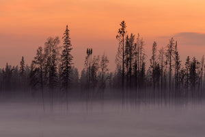 charred trees and wildfire smoke glowing under orange sky