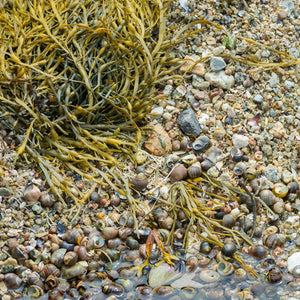 Periwinkle shells scattered across a Nova Scotia shoreline