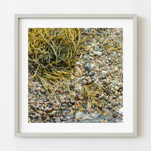 Sea shells and seaweed at low tide in Peggys Cove