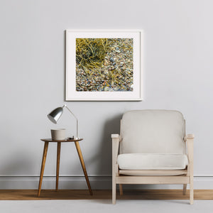Olive green seaweed beside shells and coastal pebbles