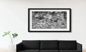 Wildlife pond scene with bullfrog in Algonquin Park