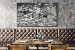 Nature wildlife photo of bullfrog in freshwater pond