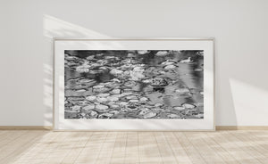 Monochrome photograph of bullfrog in natural wetland