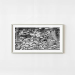 Bullfrog emerging from pond water in black and white