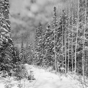 Snow laden evergreen trees beneath cloudy winter sky