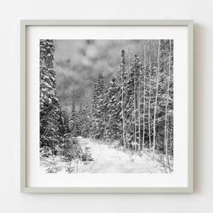 Black and white snow covered forest in Haliburton Ontario