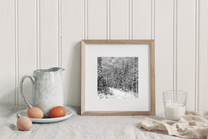 Dappled cloud cover above a snow covered Ontario forest