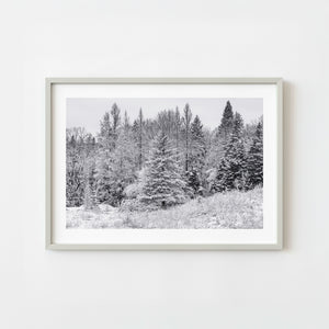 snow covered forest trees in haliburton ontario black and white