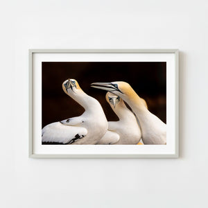 Northern gannet birds close together on Bonaventure Island
