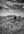 rusted old pickup truck in Saskatchewan field monochrome