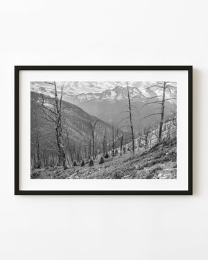 Black and white photograph of bare trees beneath snowy peaks in the Canadian Rockies.