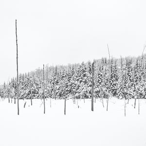 Snow-covered trees in a forest with a clear sky