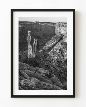Spider Rock and a bare tree in Canyon de Chelly captured in black and white.